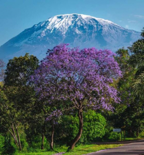 Kilimanjaro poa